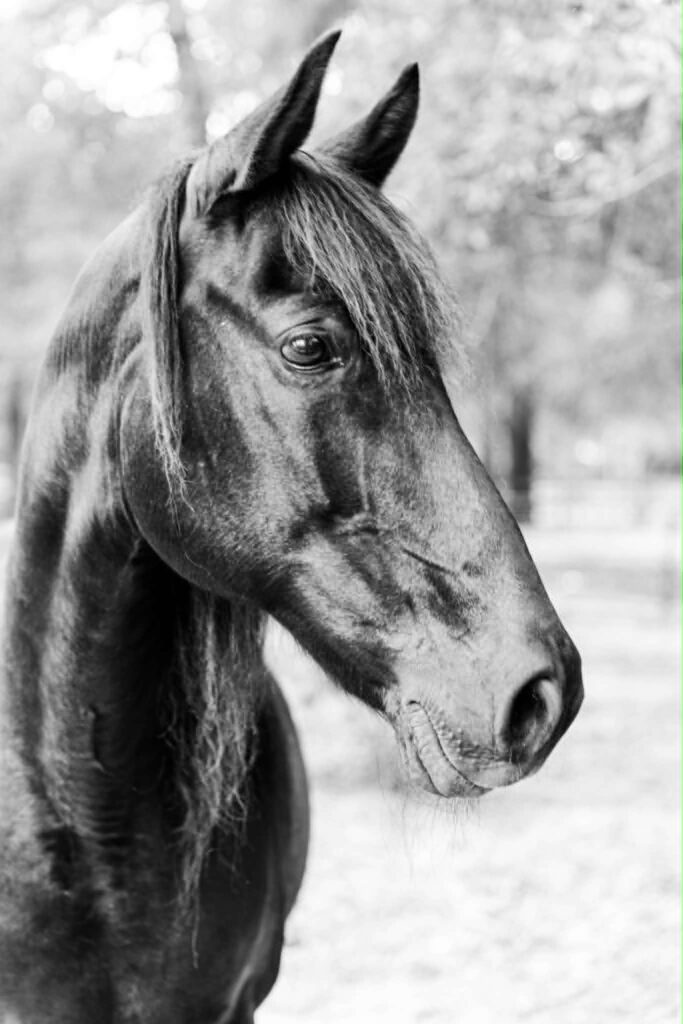 Horse Portraits